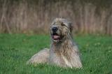 IRISH WOLFHOUND 325